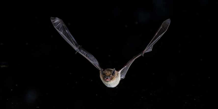 Pipistrelle commune en vol de face